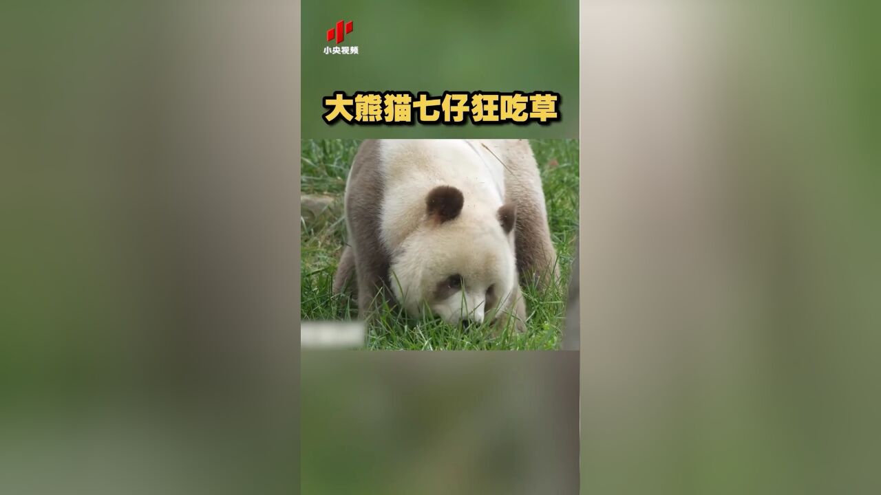 罕见!大熊猫七仔狂吃草