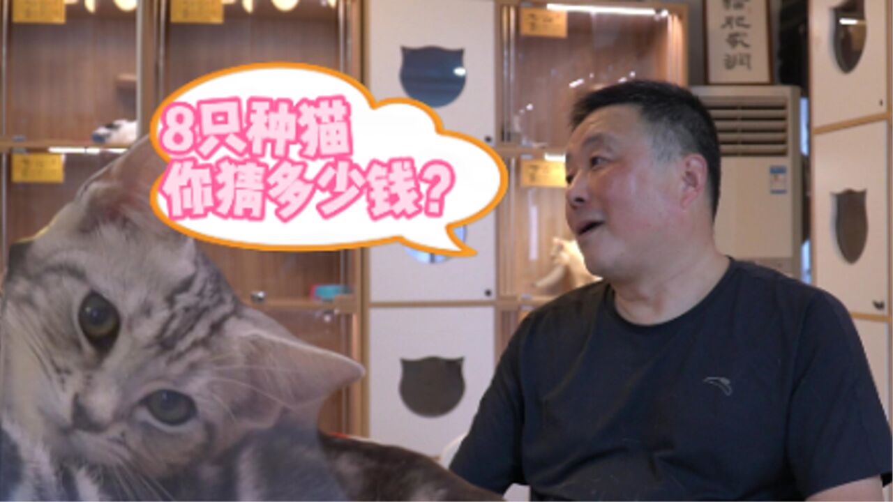 【“职揭”到底:猫舍主理人】会养猫就想开店?这个环节出差错“猫财两空”