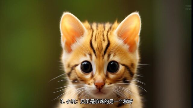 超级萌狸花猫名字大全,帮你找到最适合的宠物名字!