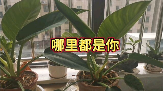 歌曲欣赏 哪里都是你