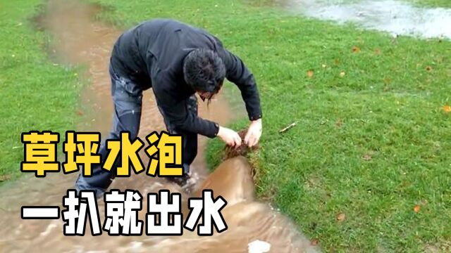 不可思议的“草坪水泡”,为什么扒开之后会有水流出?长见识了!