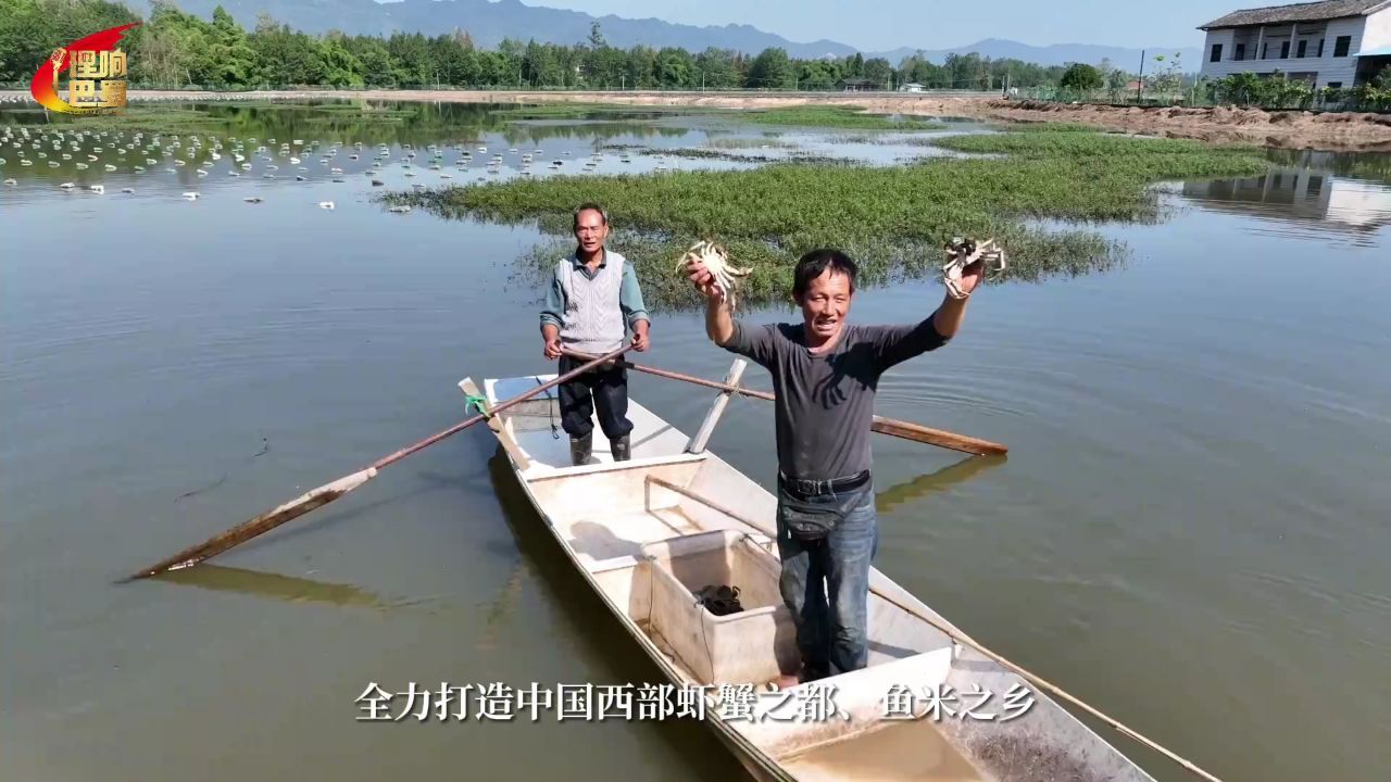 理响巴蜀丨“稻田+”圆梦