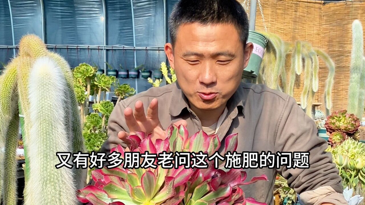 多肉植物施肥一两句说不清楚,但是长大过程中肯定施肥!