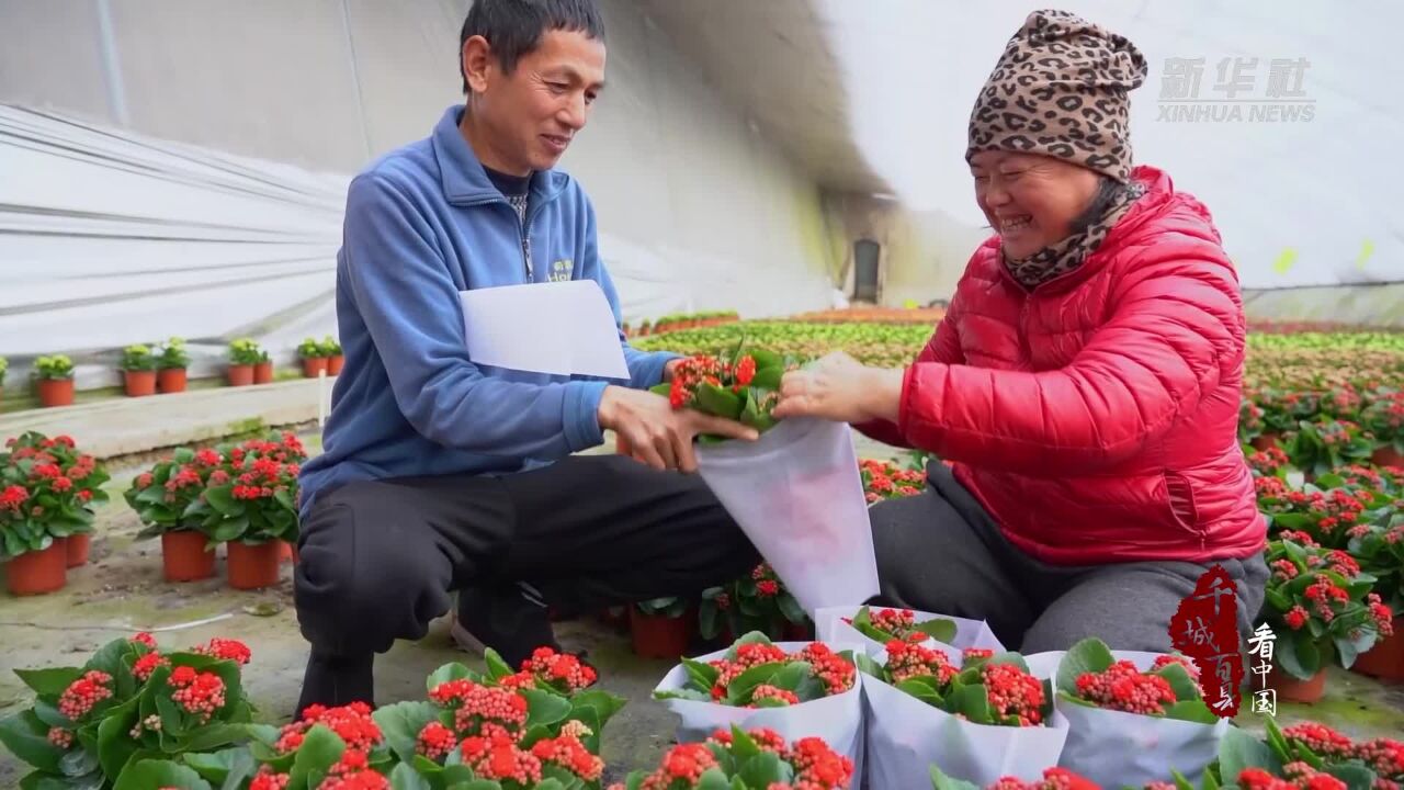 千城百县看中国|河北固安:鲜花经济助力乡村振兴