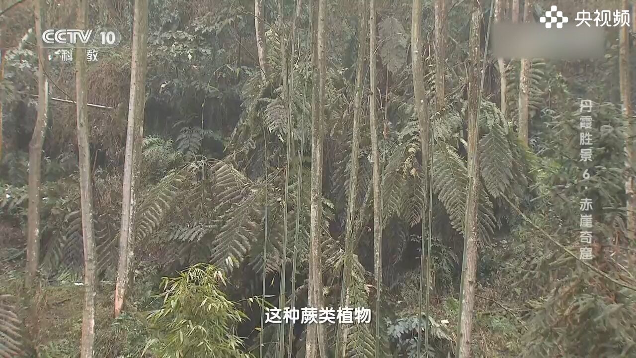 桫椤林的出现,预示着考察组,离目的地越来越近啦