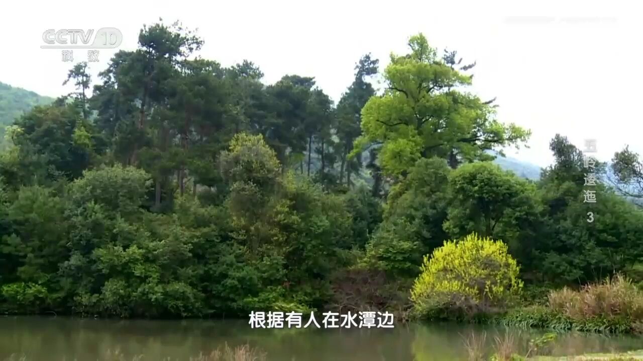 当地的地理环境,让当地出现不可思议景观,让鬼崽岭显得更为神秘