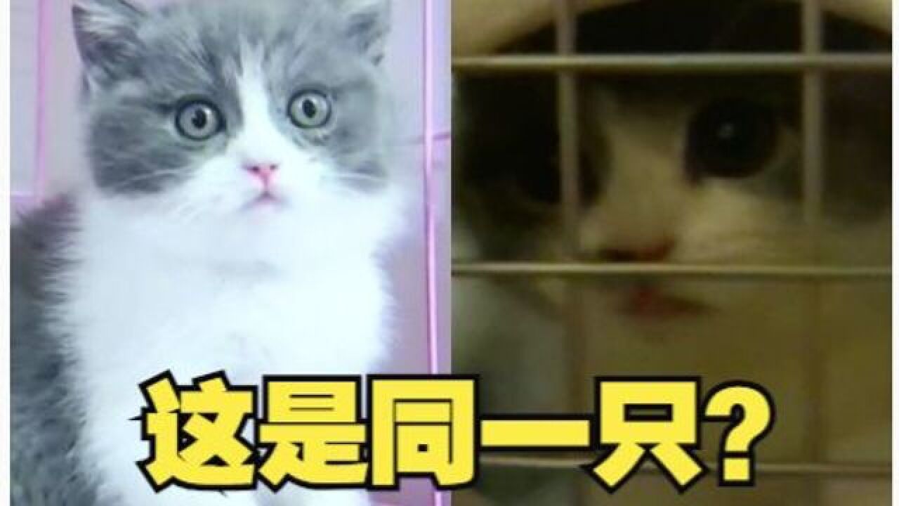 网上和到货的猫咪不一样,商家说是“美颜”了?