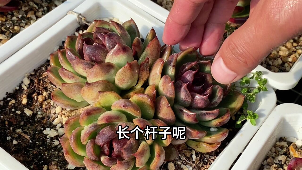 莲花冬云多肉爆侧芽了,要想形状好就得舍得修理!