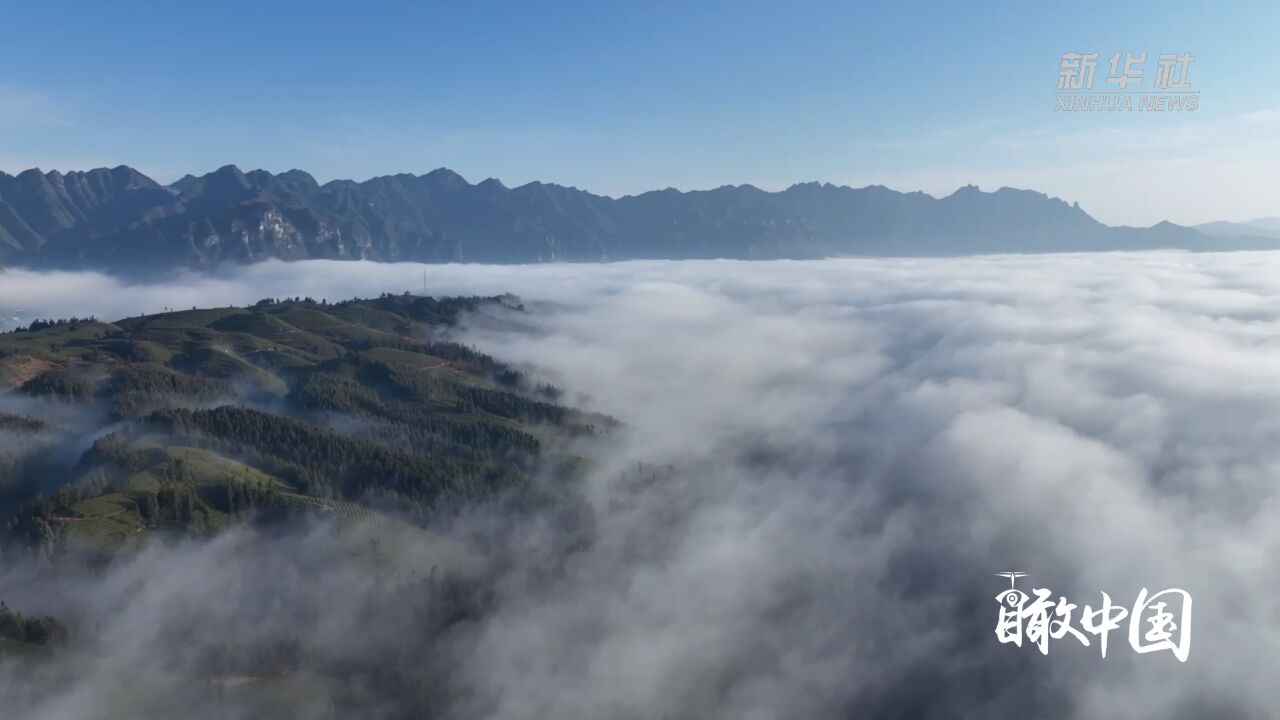 瞰中国|湖北鹤峰:云雾绕茶山 美景入画来