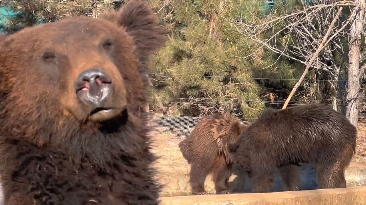 谁家大熊这爱凑热闹啊