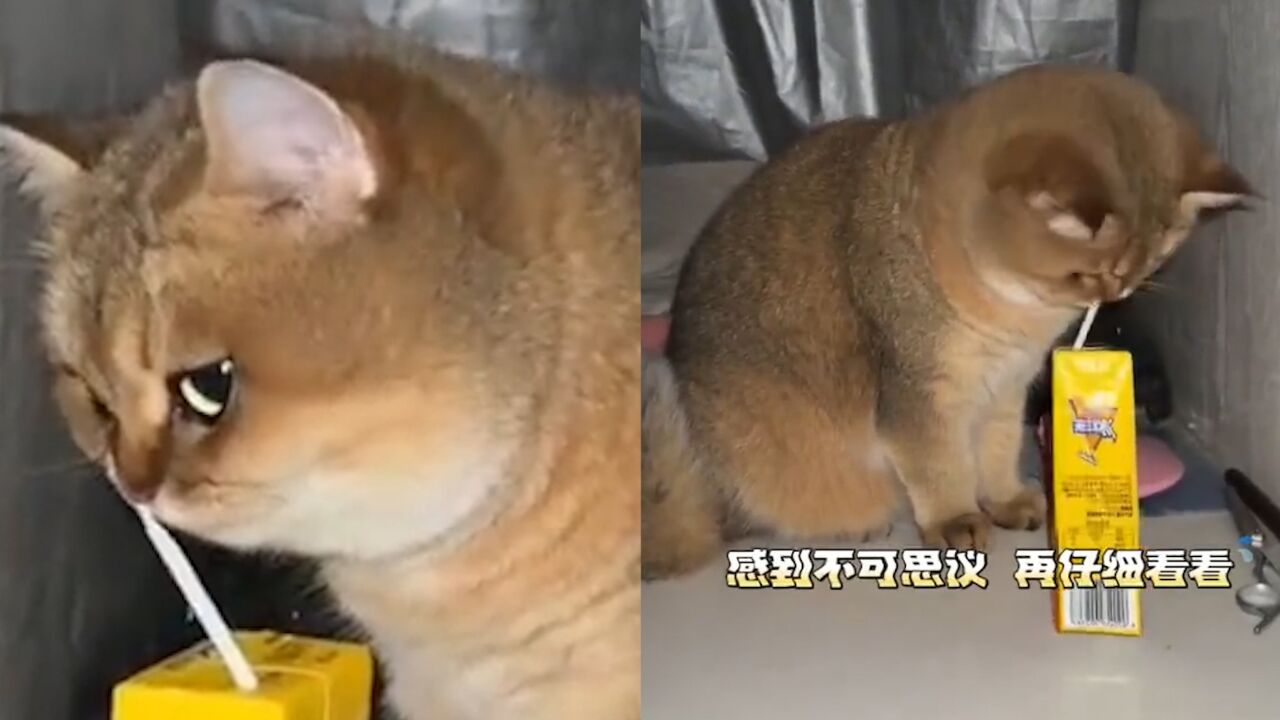 猫咪偷喝主人的冰红茶,瞬间耳朵起飞眼睛发亮:你小子喝这么好?