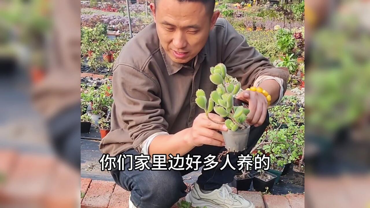 熊童子多肉很好养,随便长一大片,就是对通风要求高!