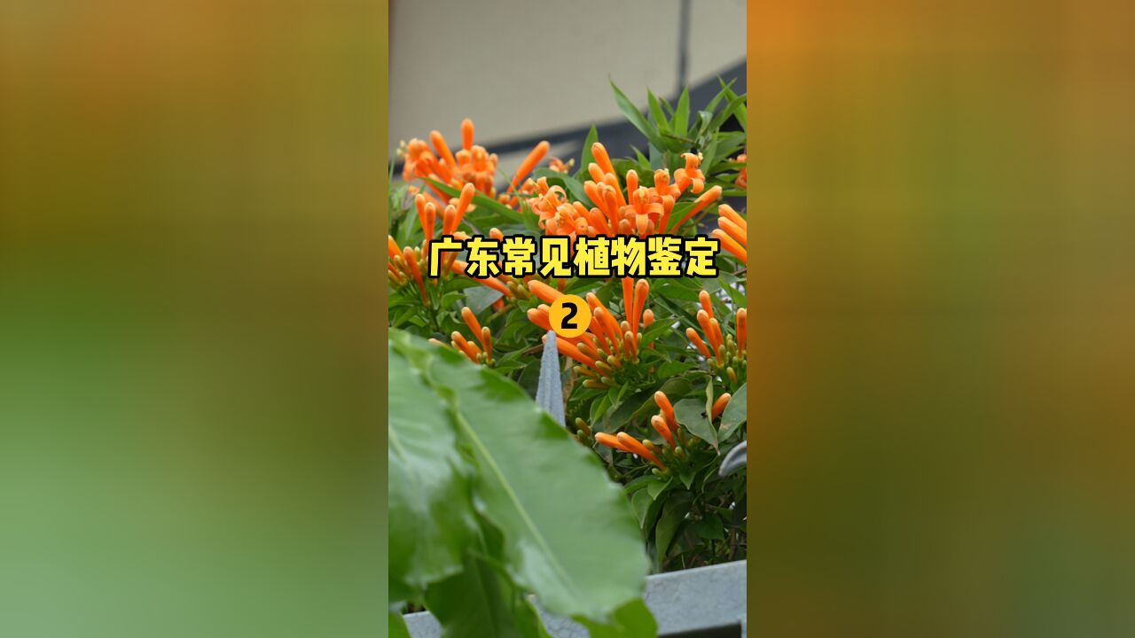 【水果猎人】广东常见植物鉴定(2)