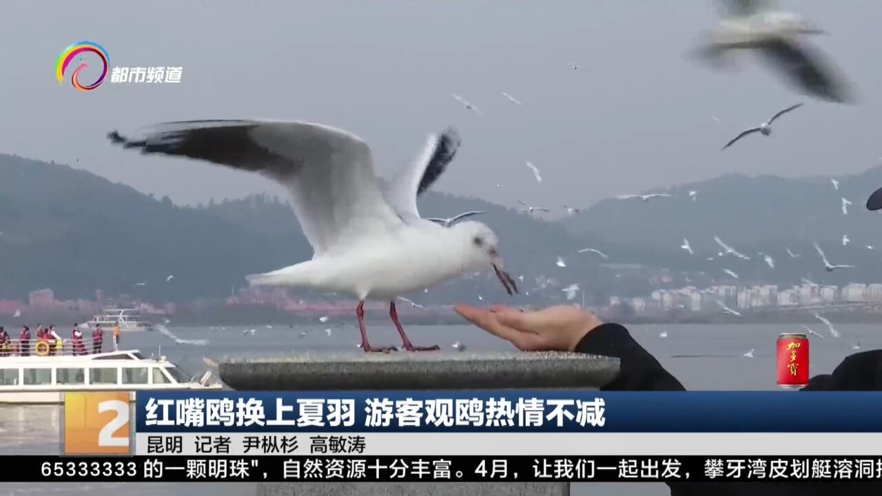 红嘴鸥换上夏羽 游客观鸥热情不减