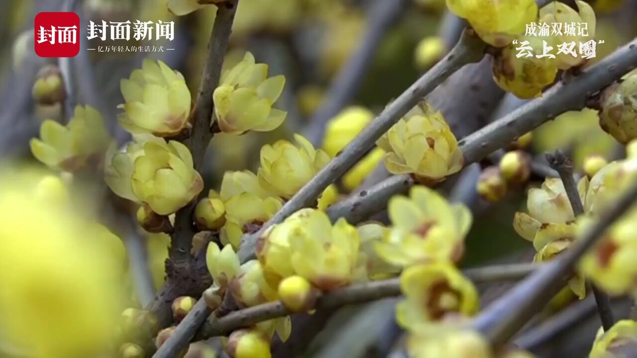 一缕清香沾满衫,重庆永川永青村千株腊梅香满园