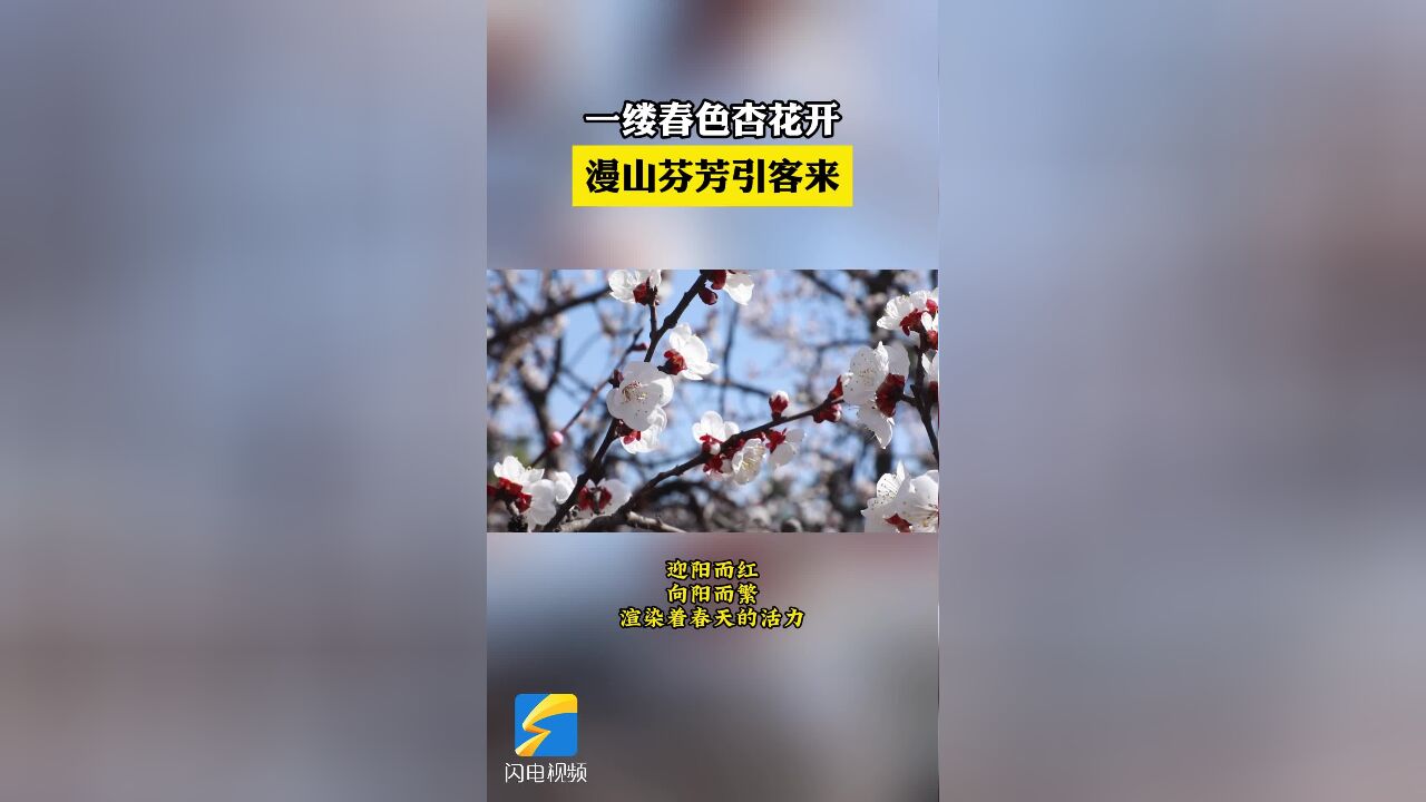 宁阳:一缕春色杏花开 漫山芬芳引客来