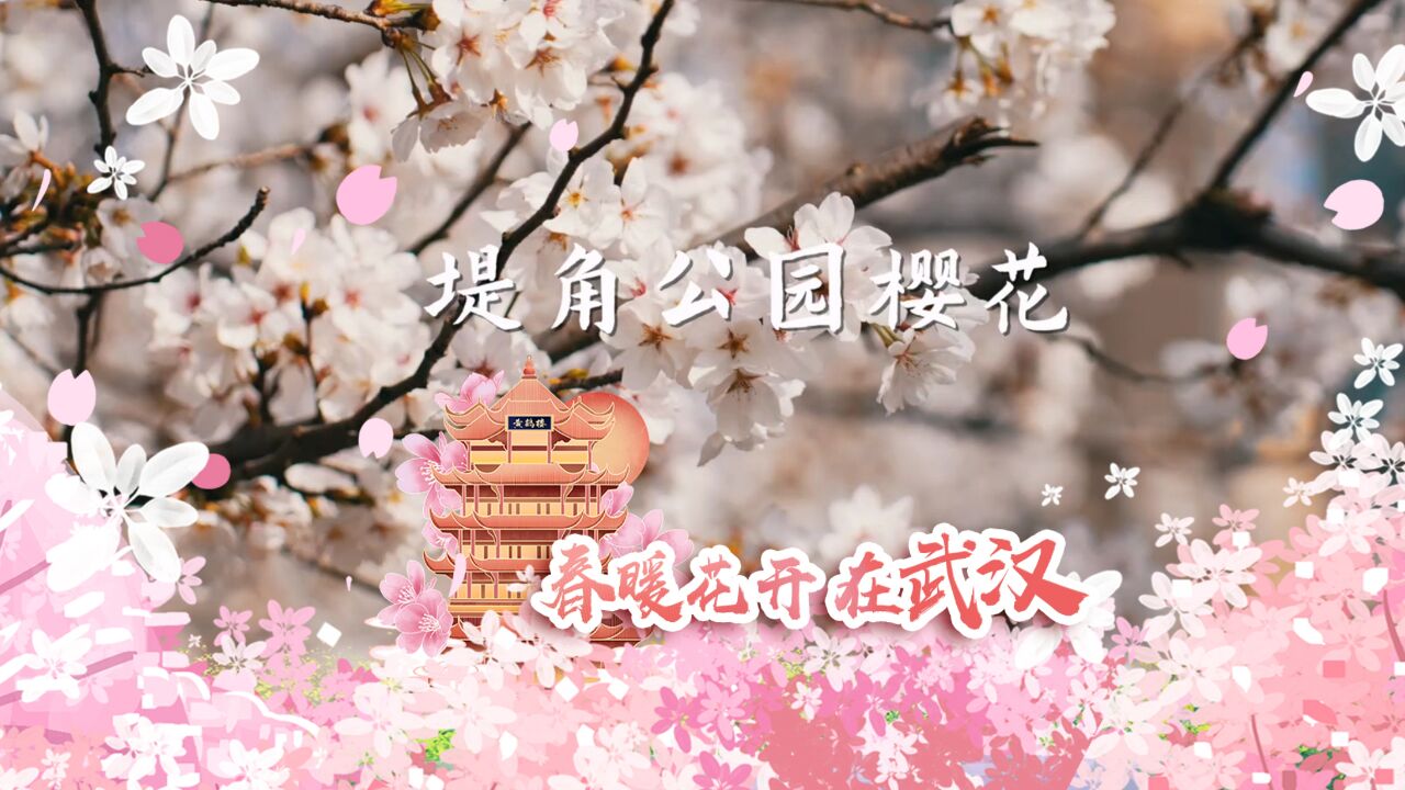 堤角公园樱花