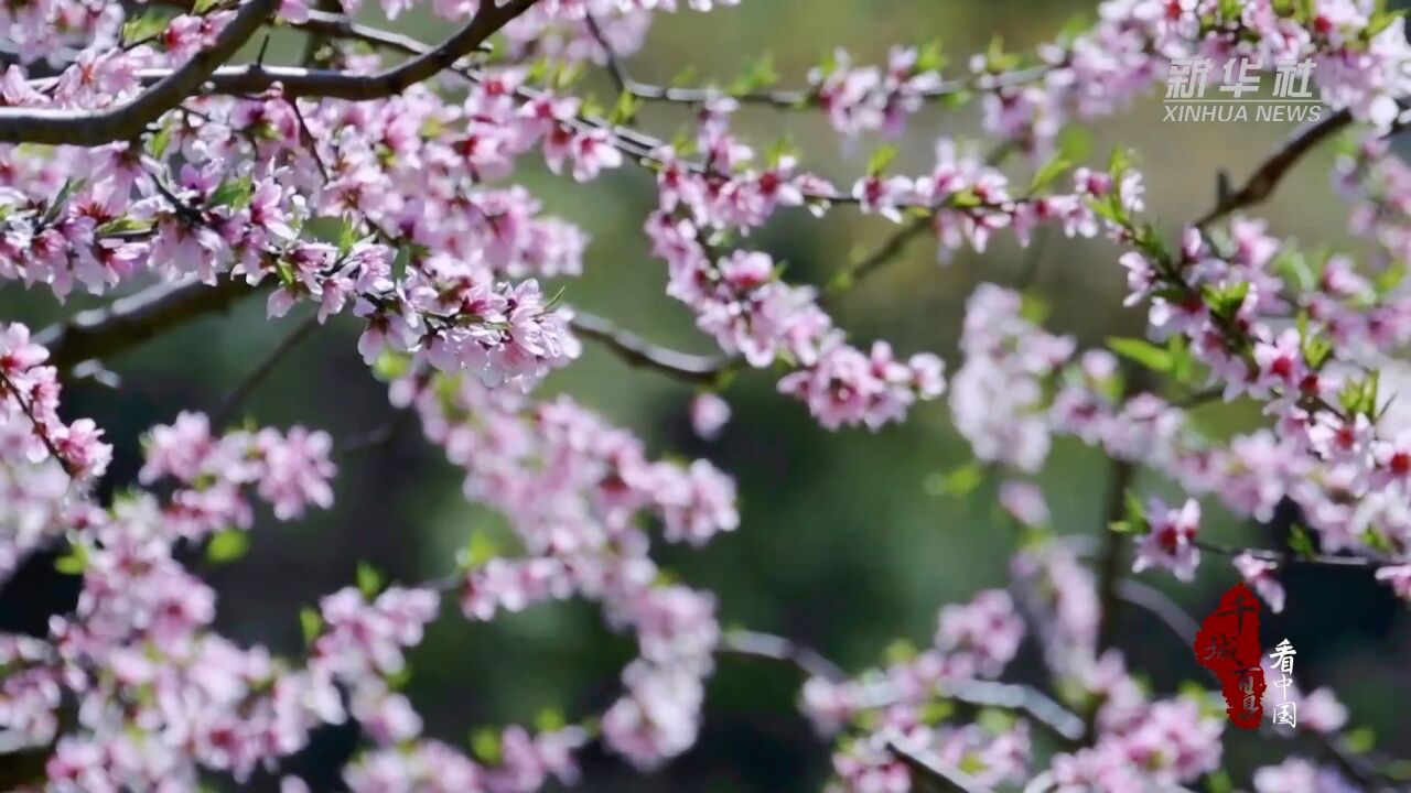 千城百县看中国丨湖南南岳:桃花灼灼春满园