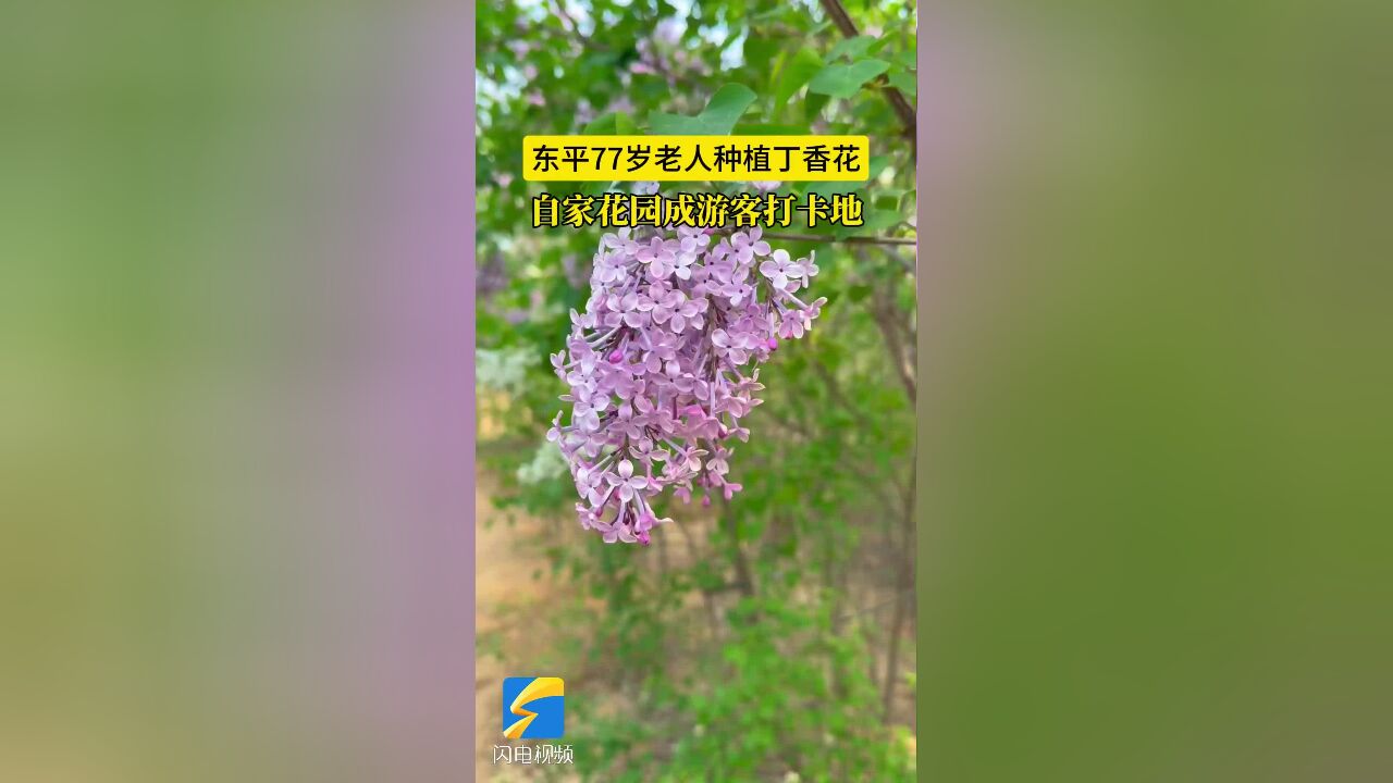 东平77岁老人种植丁香花 自家花园成游客打卡地