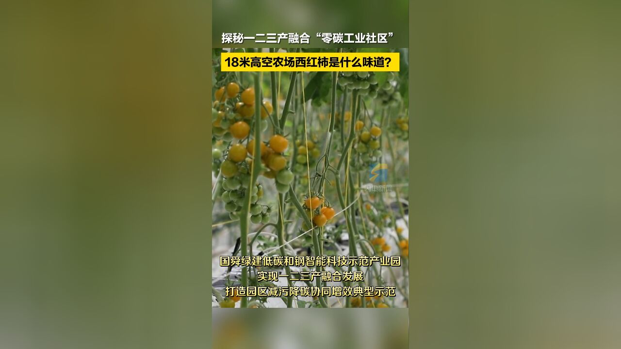 探秘一二三产融合“零碳工业社区” 18米高空农场西红柿是什么味道?