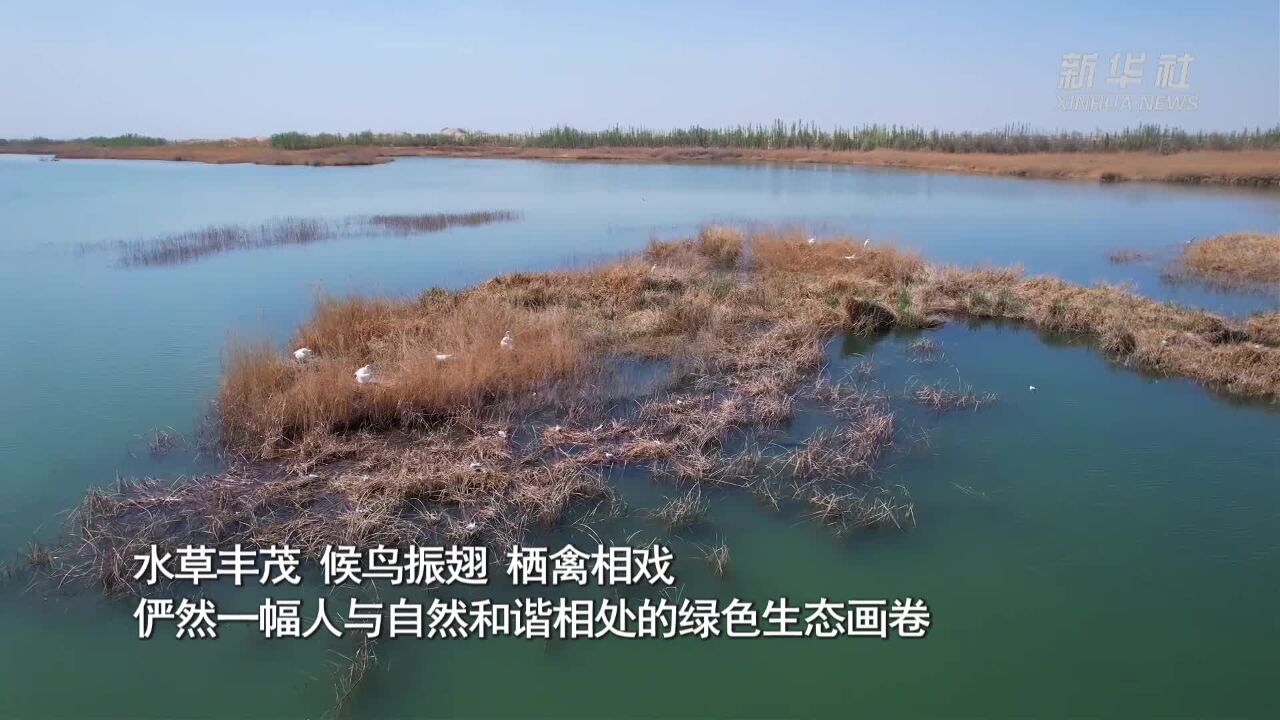 沙海湿地风光美 岸绿水清候鸟栖