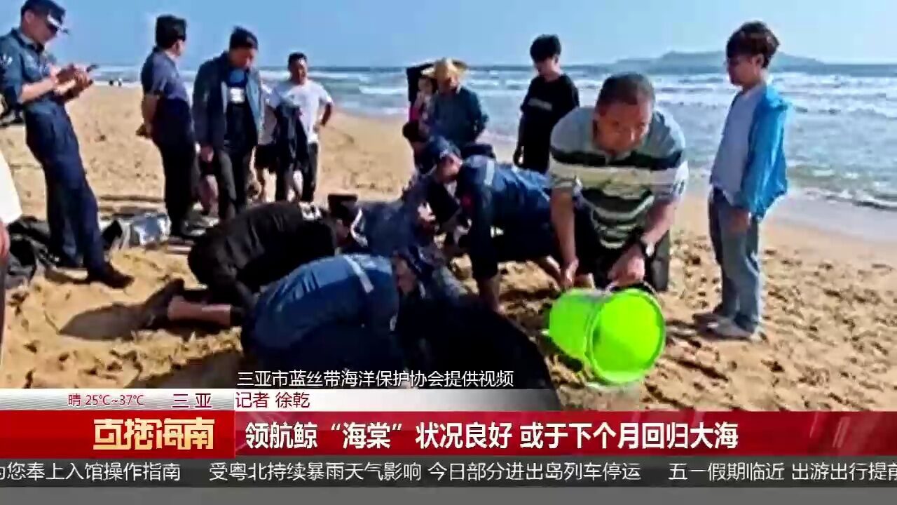 领航鲸“海棠”状况良好 或于下个月回归大海