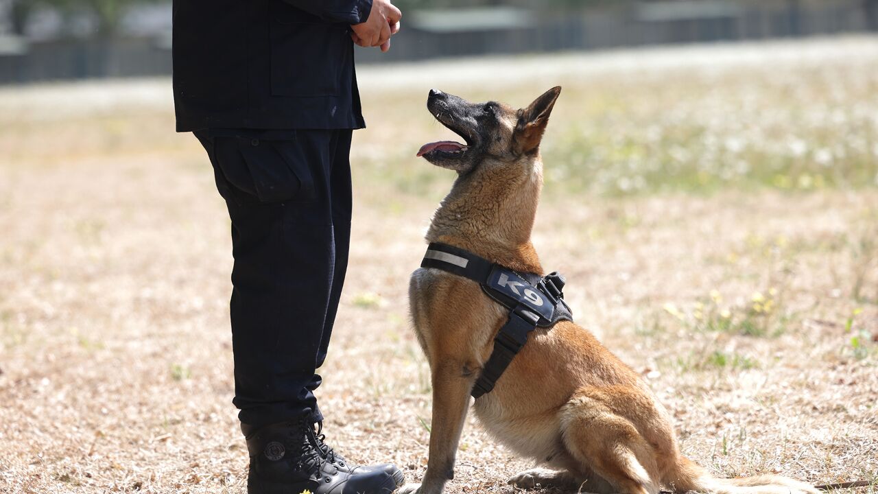 视频丨萌犬变形计 如何训练成合格的缉私犬?