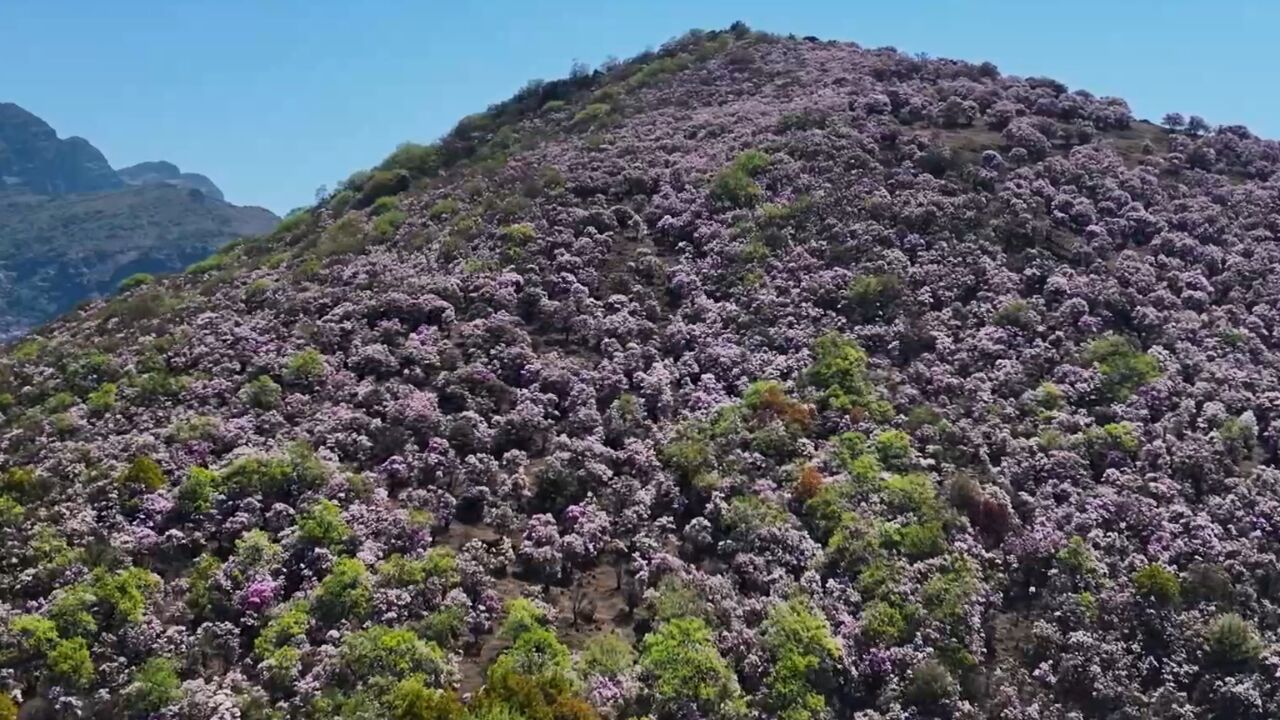 云南禄劝:杜鹃红似霞 花开漫坡涯