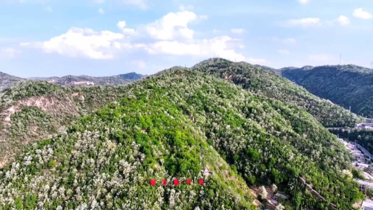 槐抱夏天 花满红都