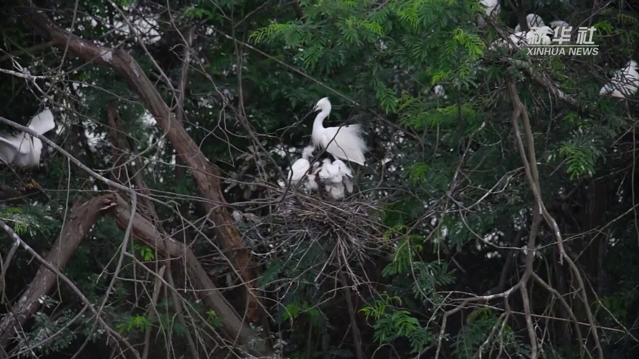 广西田东:白鹭湿地育新雏