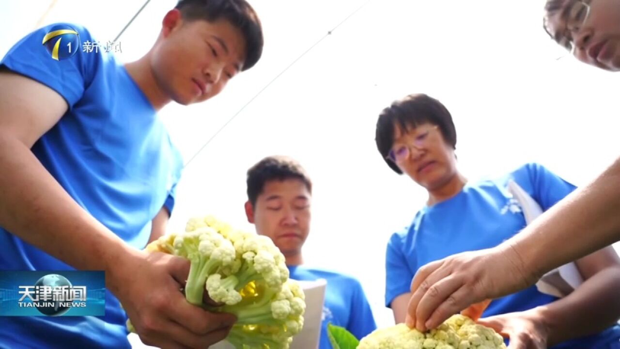 天津市农业科学院花椰菜育种取得重大突破