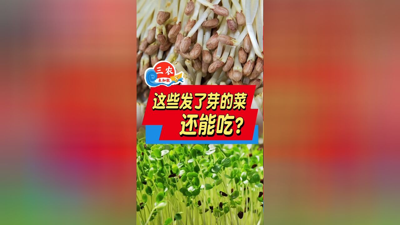 这些发了芽的菜还能吃?让你惊讶的真相是……