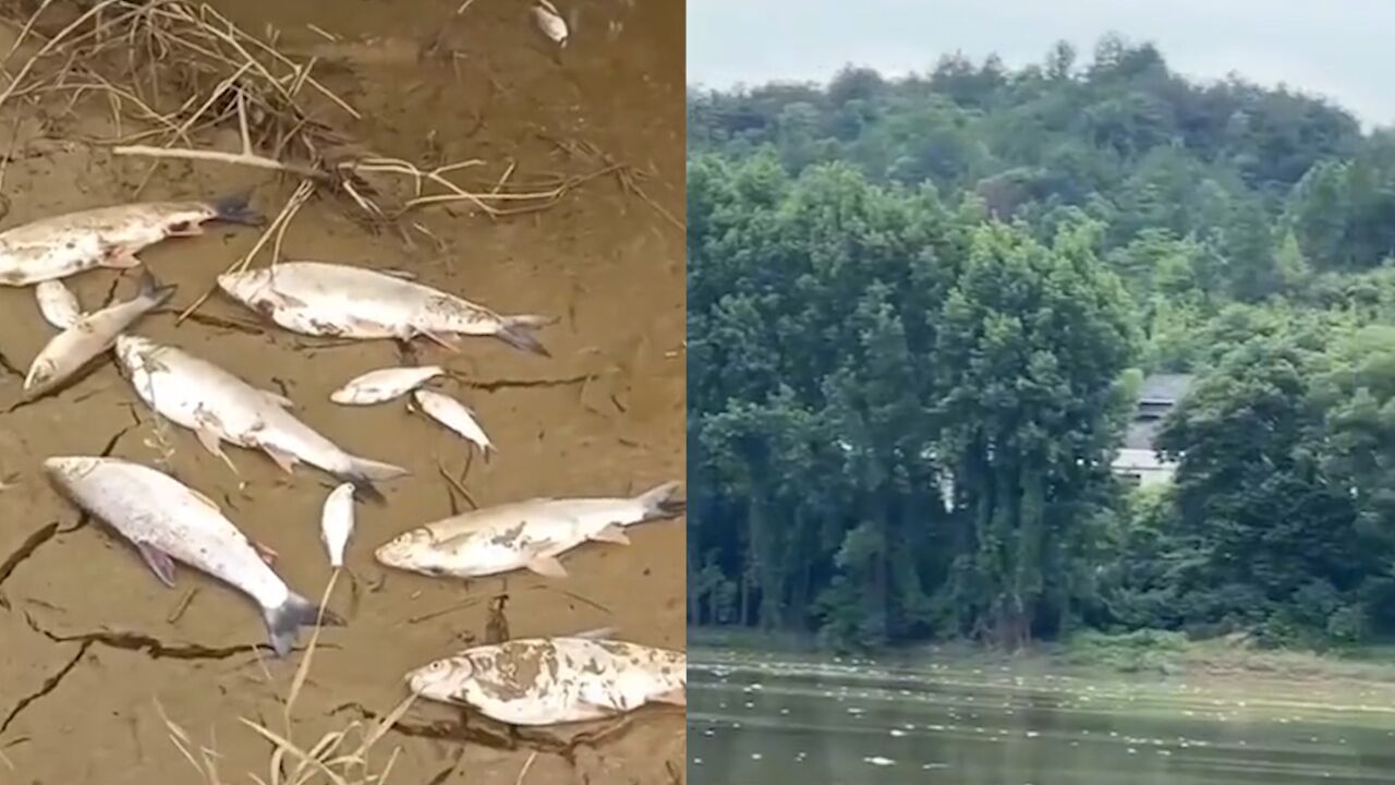 网传湖南衡东洣水河有鱼群死亡 当地:处可控范围,已成立专案小组