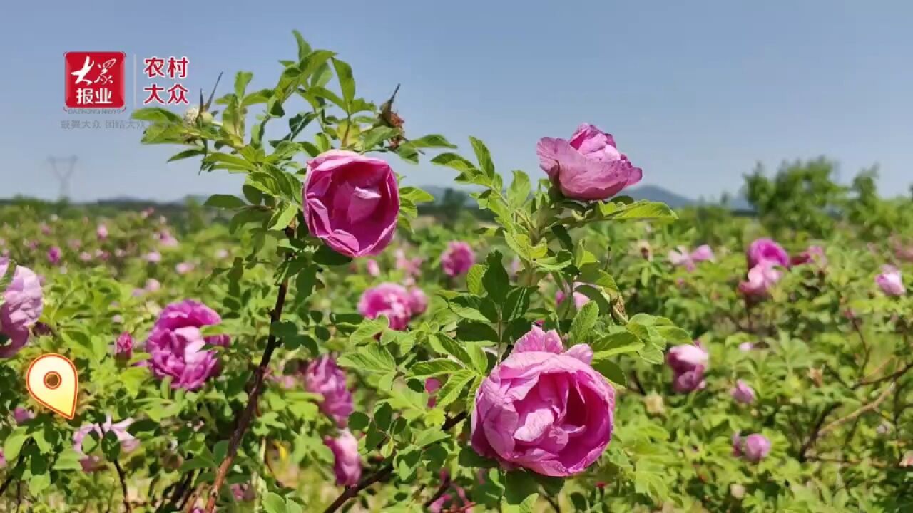 丰富茶业品类,发展乡村旅游!茶业专业村玫瑰正红