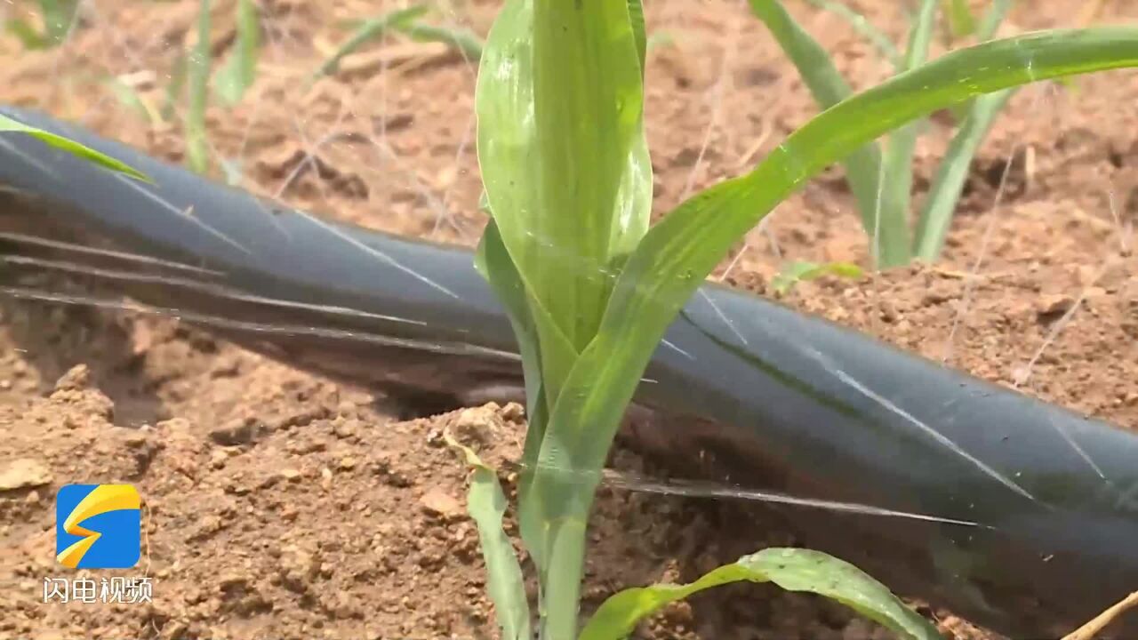 日照莒县:开闸放水保墒情 科学调水保丰收