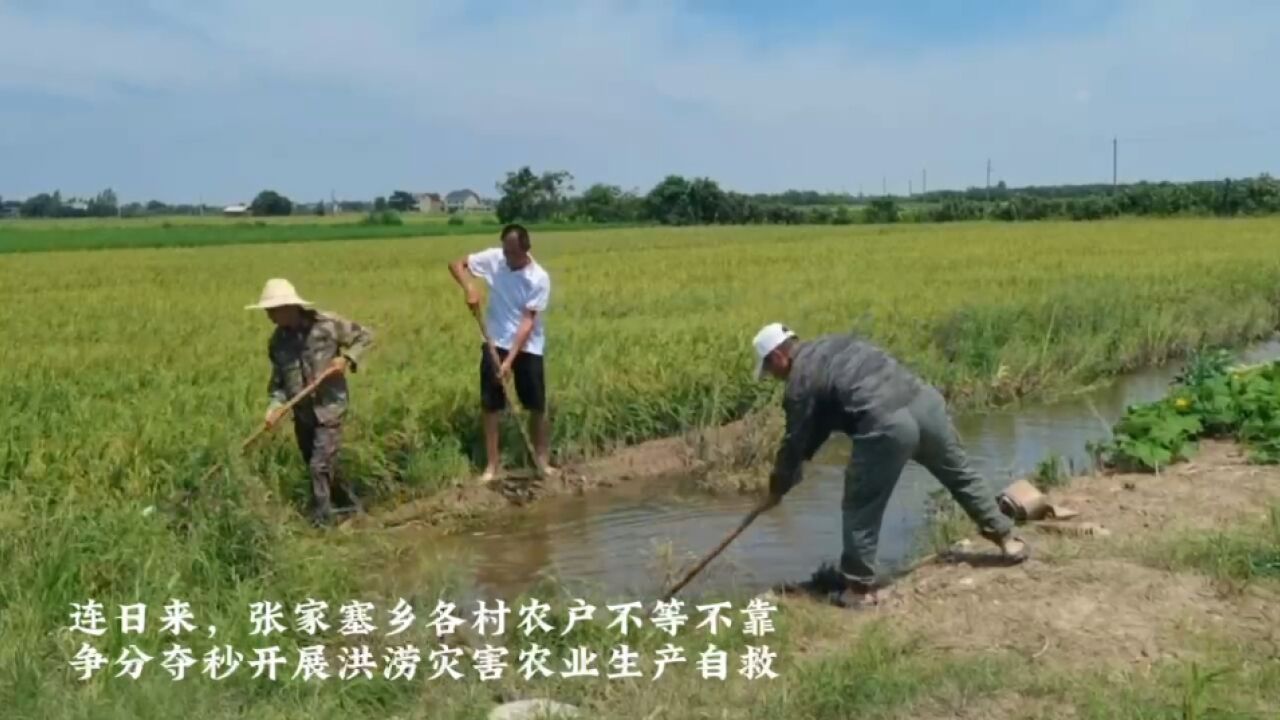 资阳区张家塞乡:防汛生产“两手抓” 农户“自救”保粮收