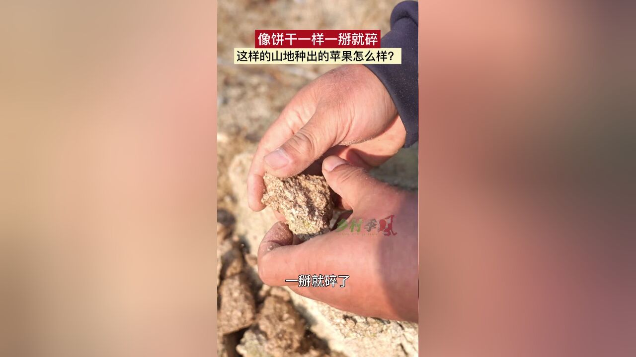 像饼干一样一掰就碎,这样的山地种出的苹果怎么样?