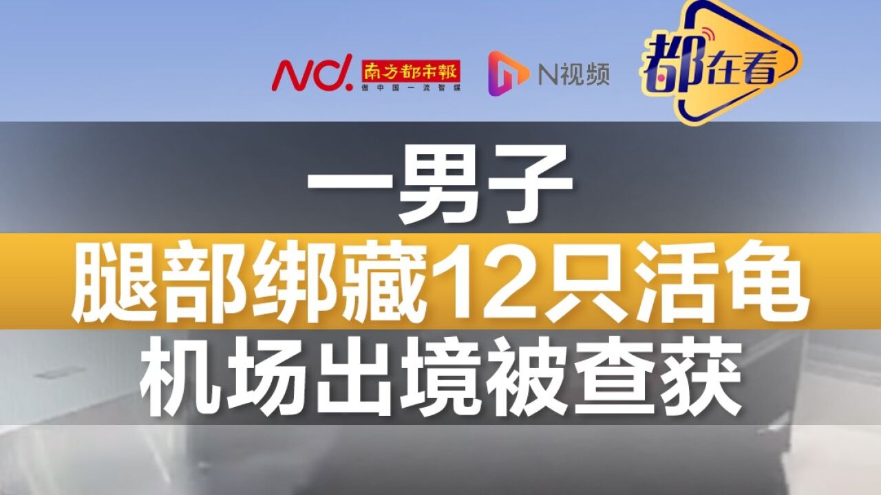 一男子腿部绑藏12只活龟 机场出境被查获