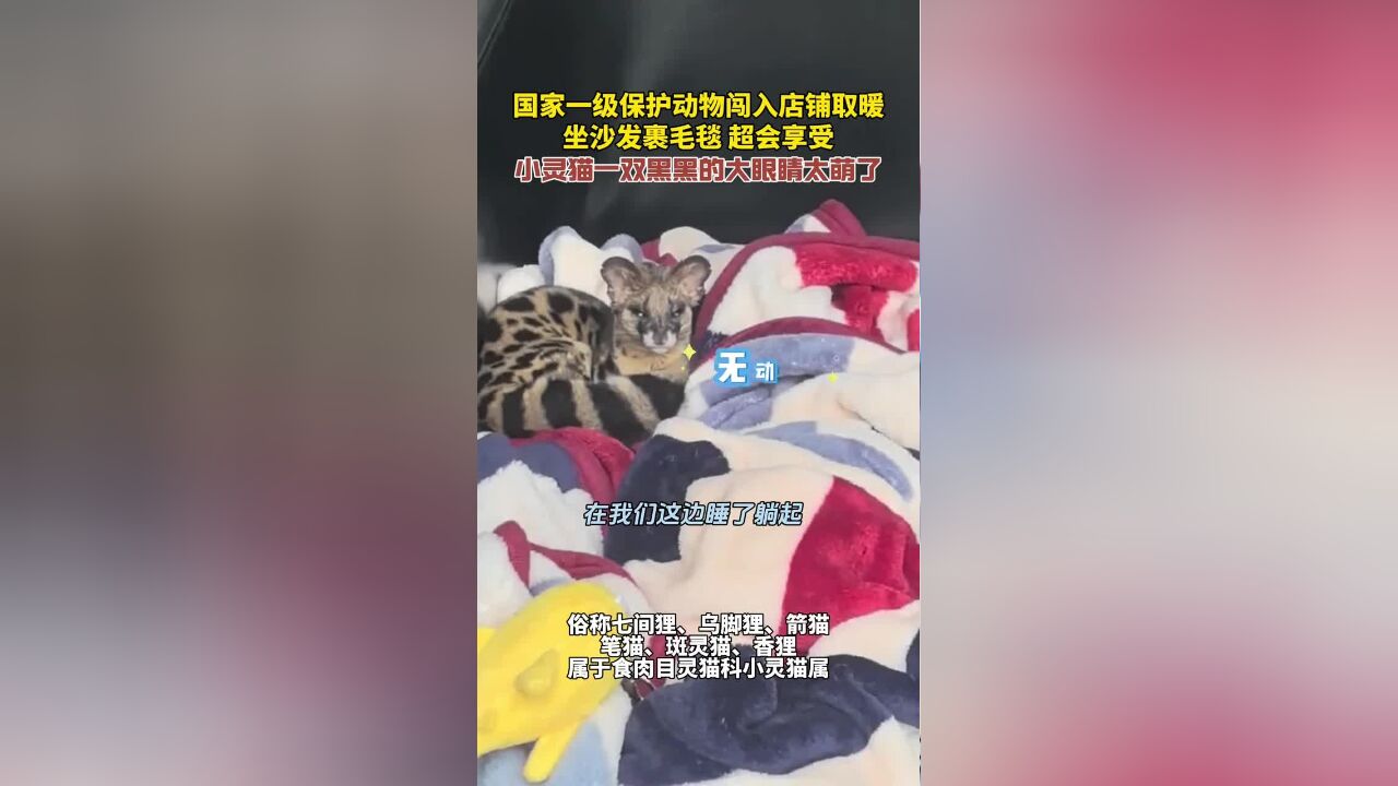 国家一级保护动物小灵猫闯入店铺取暖,坐沙发裹毛毯超会享受