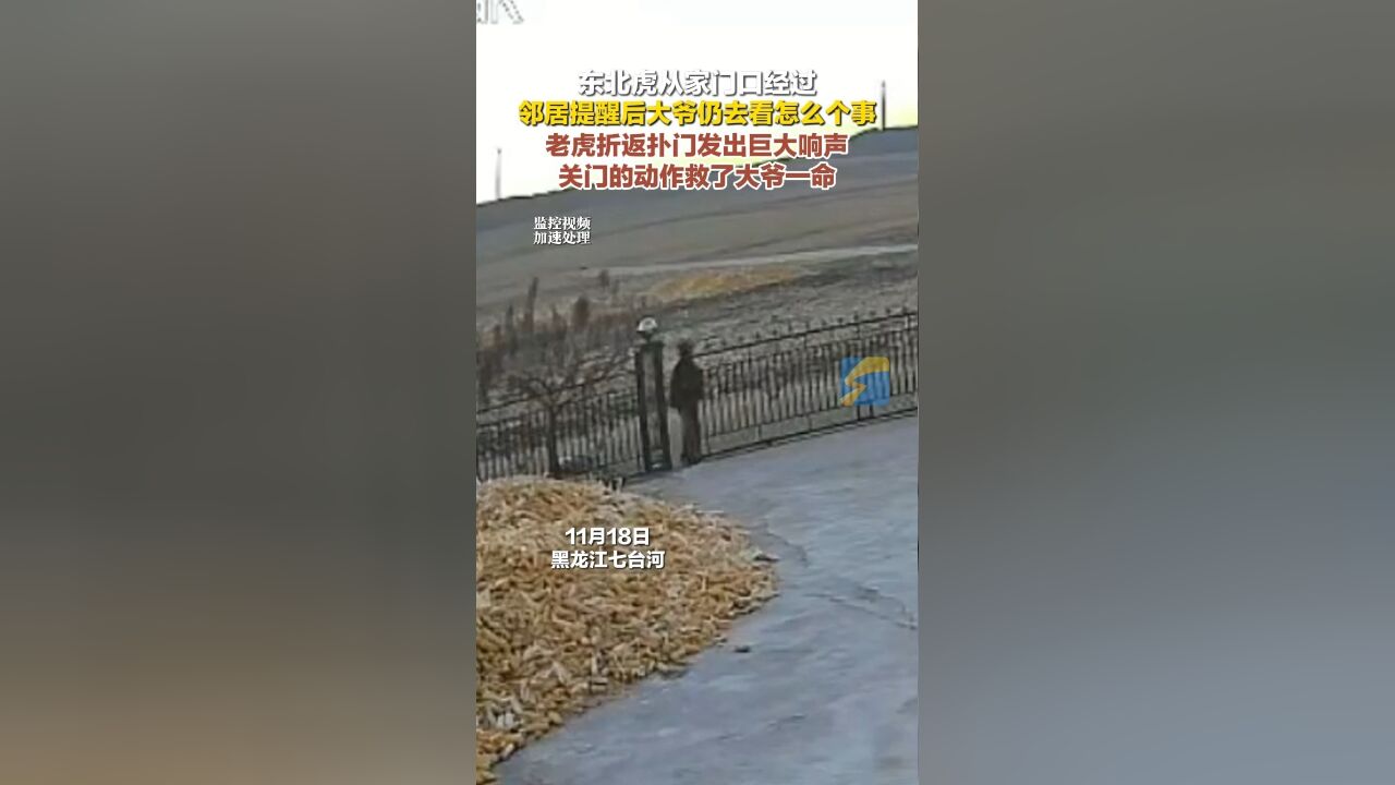 东北虎从家门口经过 邻居提醒后大爷仍去看怎么个事 老虎折返扑门发出巨大响声