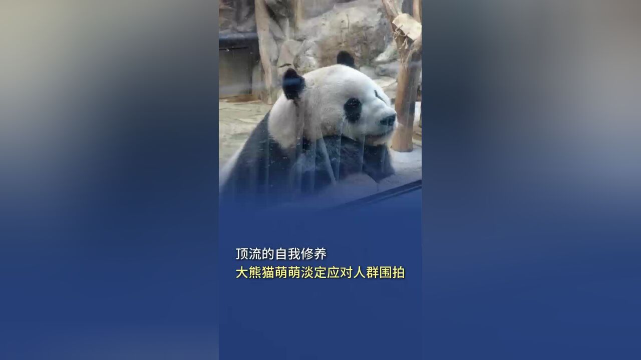 顶流的自我修养,大熊猫萌萌淡定应对人群围拍