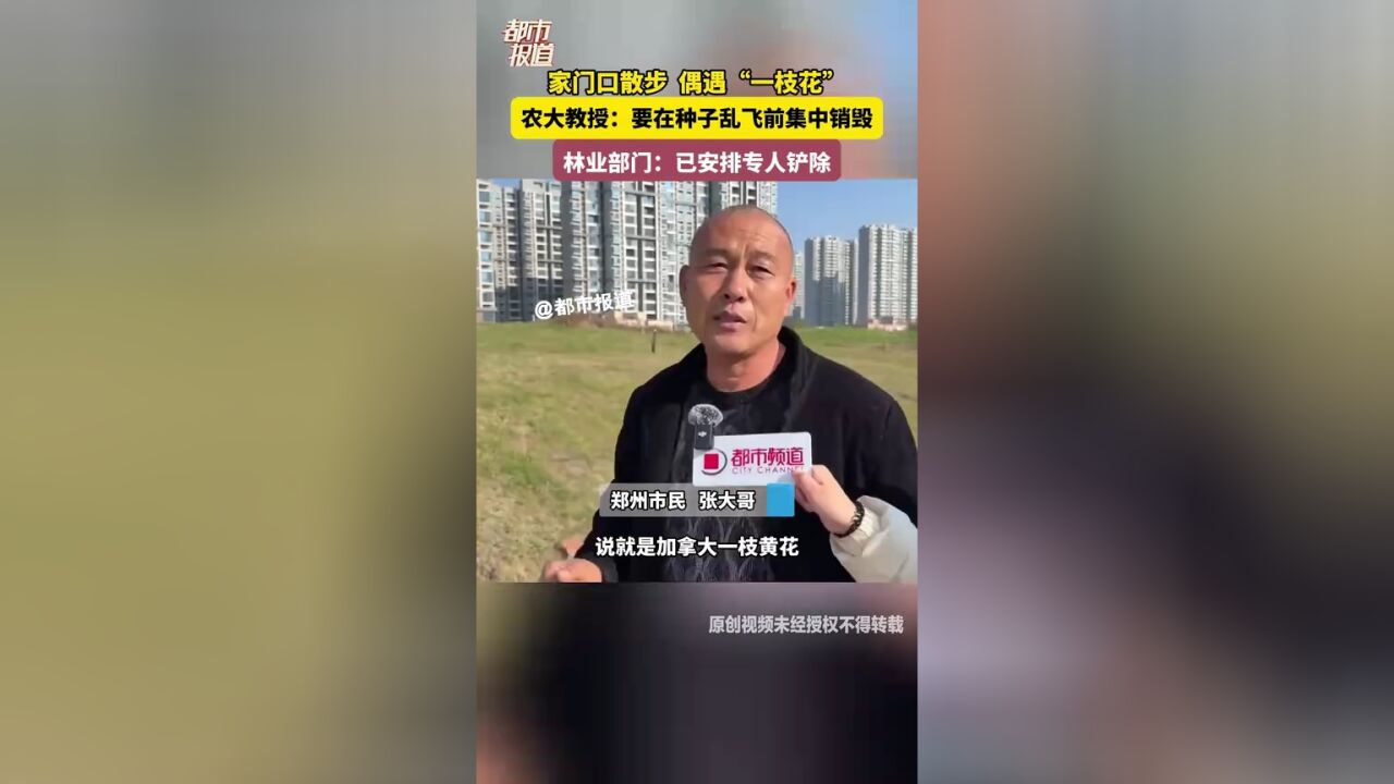 家门口散步 偶遇“一枝花” 农大教授:要在种子乱飞前集中销毁