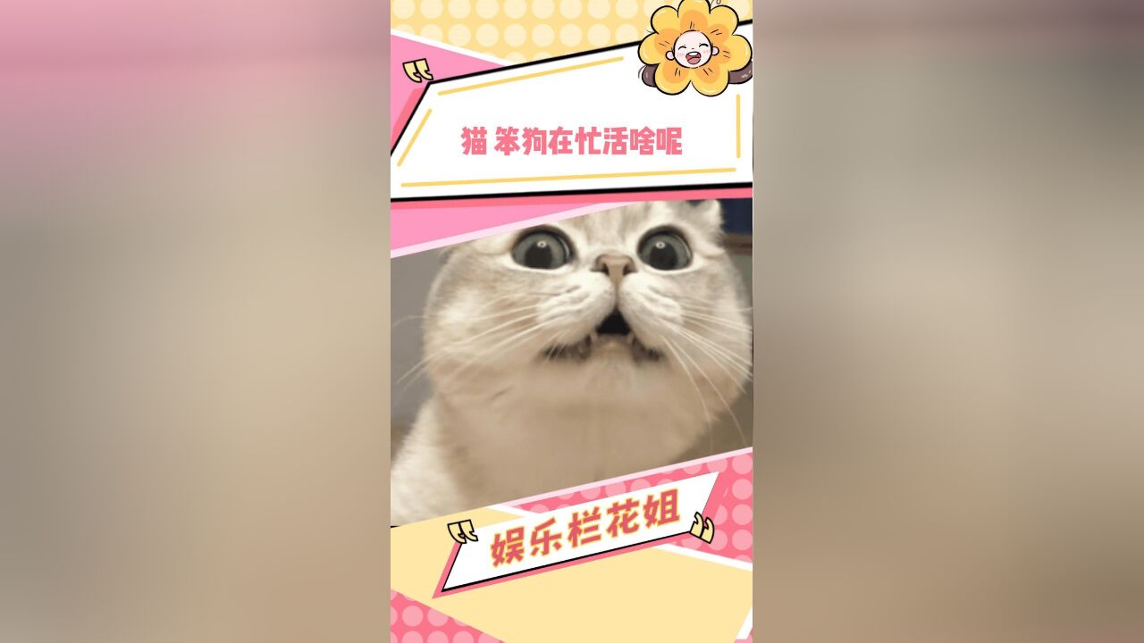 猫:这虎揍,这辈子也就这样了