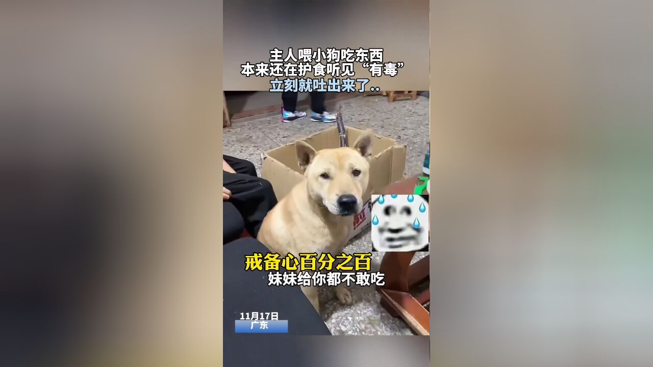 狗狗的戒备心有多重,主人说“有毒”立刻吐出来了