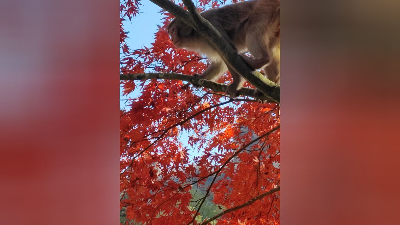 赏红枫不止岳麓山!湖南这里不仅枫叶正红,还有猴子卖萌