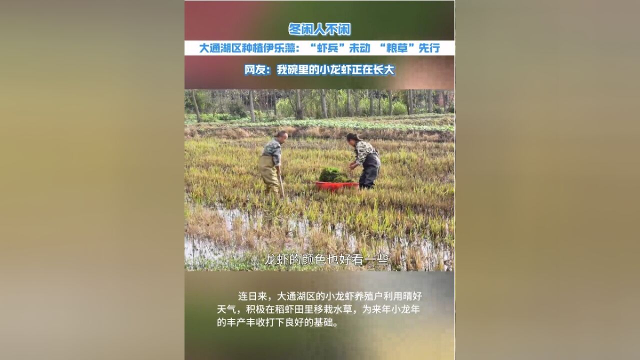 大通湖区:冬闲人不闲 稻虾田里种草忙