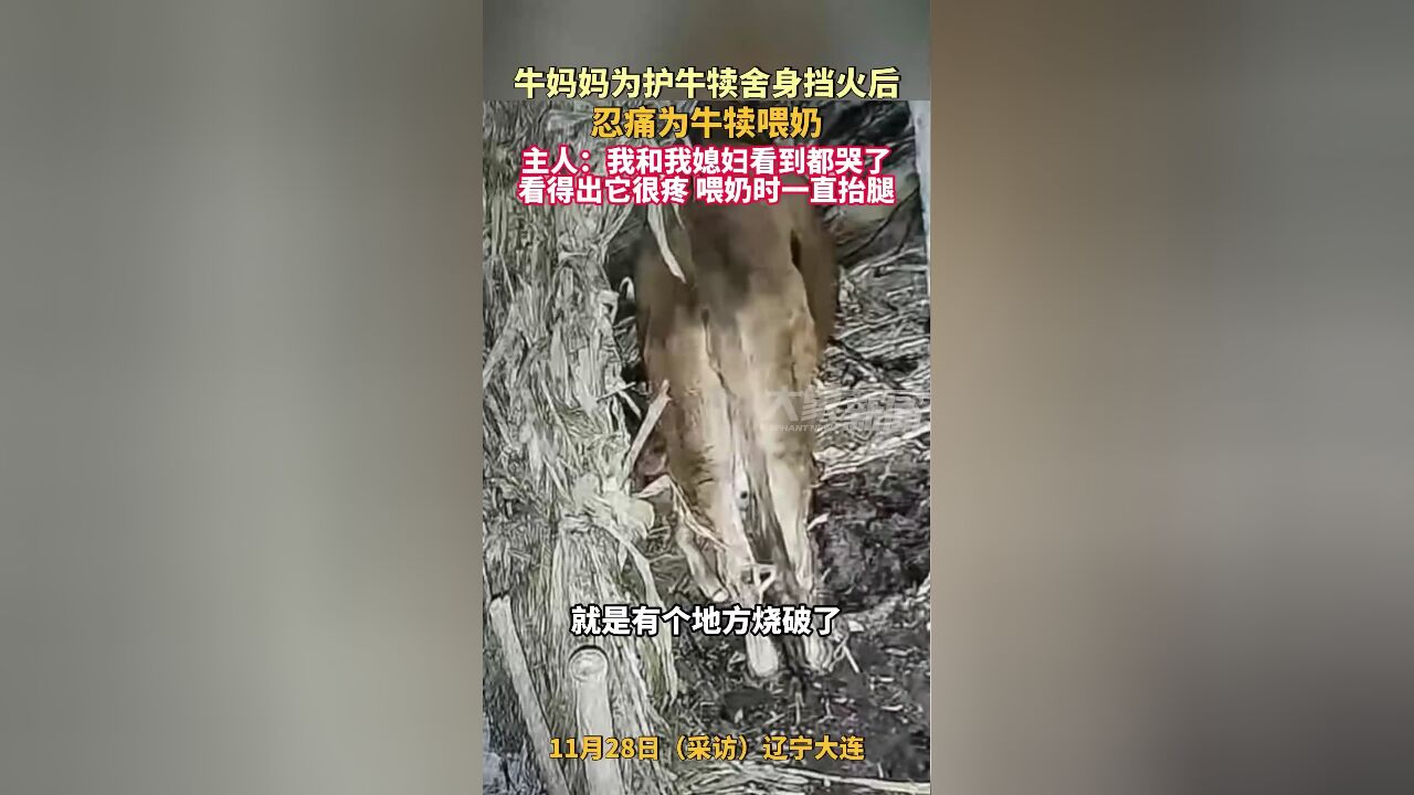 牛妈妈为护牛犊舍身挡火后,忍痛为牛犊喂奶