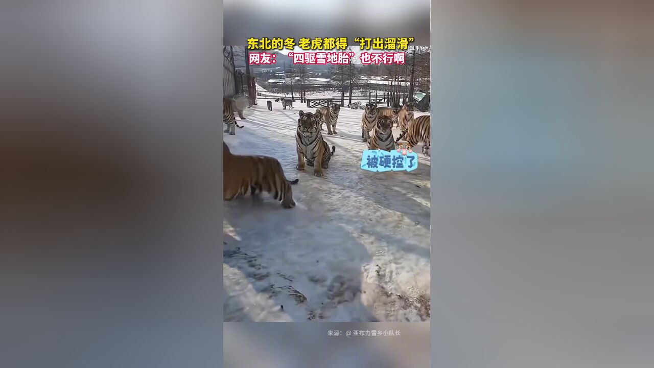 东北的冬,老虎都得“打出溜滑”!网友:“四驱雪地胎”也不行啊