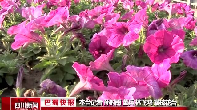 米易清凉度假体验行今启动