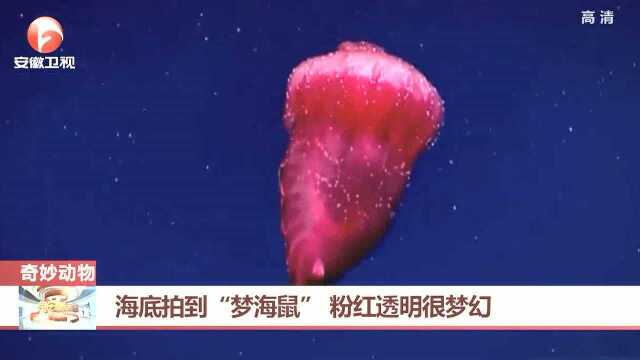 海底拍到“梦海鼠” 粉红透明很梦幻